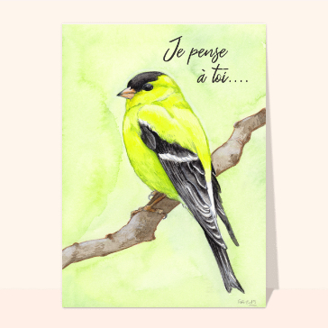 Oiseau coloré pour dire bonjour avec tendresse