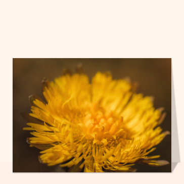 Fleur jaune éclatante en macro photographie
