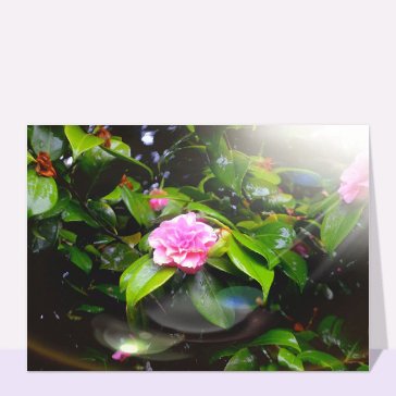 Fleur rose délicate sous la rosée printanière