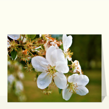Fleurs blanches délicates en pleine lumière