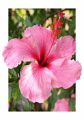Hibiscus &eacute;clatant dans le jardin