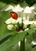 Coccinelle sur fleurs blanches d&eacute;licates