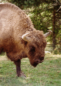 Bison paisible dans son environnement naturel