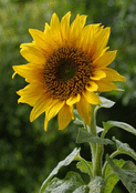 Un tournesol &eacute;panoui sous le soleil