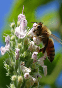Danse d&eacute;licate des abeilles en fleur