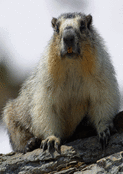 Marmotte curieuse sur son rocher ensoleill&eacute;