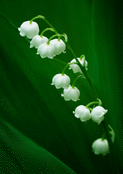 Muguet d&eacute;licat sous un ciel printanier