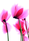 Fleurs roses dans un doux souffle de vent
