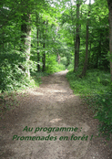 Sentier paisible au c&oelig;ur des arbres