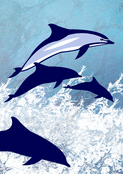 Dauphins joueurs au bord des vagues